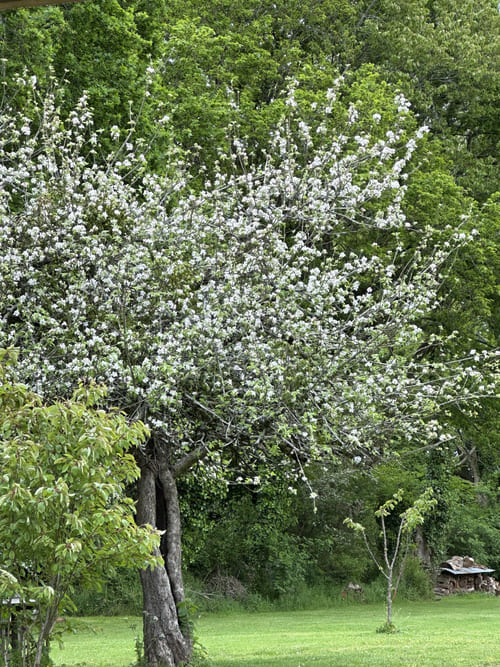 pommier en fleurs